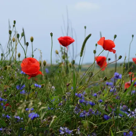 Nassauer Forsthaus By Interhome Holiday home Weikersheim