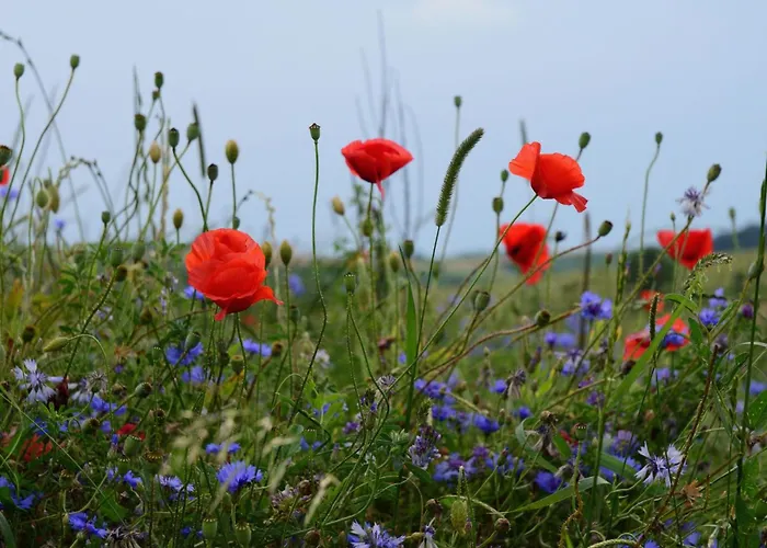 Nassauer Forsthaus By Interhome 別荘 ヴァイカースハイム